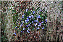 HP6414 : Common Dog-violet (Viola riviniana), Norwick by Mike Pennington