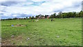 Field of Cows, Thurnby