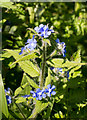 Green Alkanet