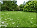 Daisies in the greensward