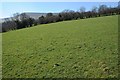 SO2736 : Field near Craswall by Philip Halling