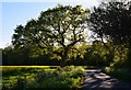 SU3652 : Roadside tree by Windmill Hill, Hampshire by Edmund Shaw