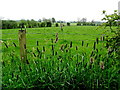 Weeds, Mullaghmore