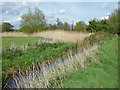 SU9961 : Reed  beds, River Bourne by Alan Hunt