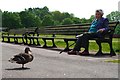 Regarding a duck, Moorside, Knutsford