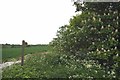 Footpath to Waterhales Farm