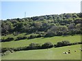 Communications mast above Higher Slade