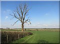 Dead Tree by the Chiltern Way