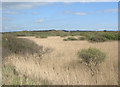 SS7883 : Expanse of reeds by the River Kenfig/Afon Cynffig by eswales