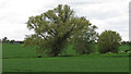 TL7139 : Trees on arable field boundary near Hill Farm, Stambourne by Roger Jones