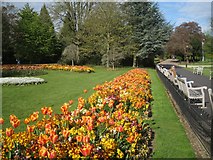 SP3265 : Spring floral bedding display in Jephson Gardens, Royal Leamington Spa by Robin Stott