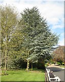 SP3265 : Young Blue Atlas Cedar, Jephson Gardens, Royal Leamington Spa by Robin Stott
