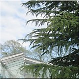 SP3265 : Shoots of Deodar Cedar, Jephson Gardens, Royal Leamington Spa by Robin Stott