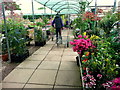 Plant area at Pengethley Garden Centre