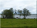 Bartins Bay, Lough Neagh