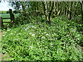 Wild flowers on the edge of Stedehill Wood