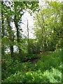 Overgrown mill leat by Tarka Trail, Okehampton