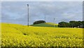 Oilseed rape, Gartarry