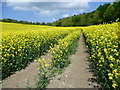 A field of oilseed rape