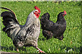 West Somerset : Knaplock Farm Chickens