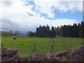 Bulls in field by Ballintomb Wood