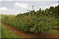 Orchard near Puddletown, Haselbury Plucknett