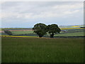 Two trees on Thirkelby Wold