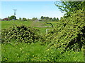 Overgrown stile