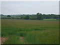 Crop field north of Polesworth