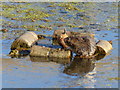 Water vole, Magor Marshes