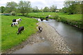 Cattle Crossing the River Axe