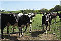 Cows looking for the farmer but finding only a photographer