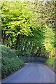 West Somerset : Country Lane