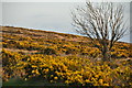 West Somerset : Exmoor Moorland