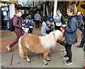 Petting pony in Ashton