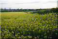 Oil seed rape above Mile House Farm