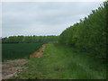 Crop field and hedgerow