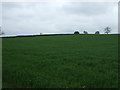 Crop field near Slate Hills Farm