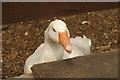 View of a rather inquisitive goose in Crystal Palace Park Farm