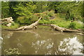 View of dinosaurs in the Dinosaur Trail in Crystal Palace Park #19