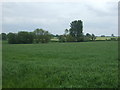 Crop field off Twycross Lane