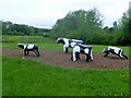 SP8239 : Concrete Cows, Milton Keynes by Rude Health 