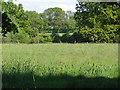 Fields near Winkfield