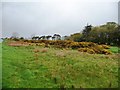 Gorse flowering at the roadside, south of Priest