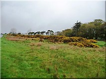 NY3141 : Gorse flowering at the roadside, south of Priest's Brow by Christine Johnstone