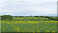 Oilseed Rape field near Boyton Hall, Monks Eleigh