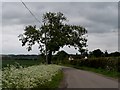 Ash tree and cow parsley at roadside