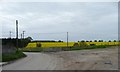 SU2461 : Oilseed rape field at Wolfhall by Christine Johnstone