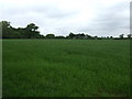 Crop field near Wellsborough