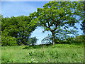 Footpath near Roxborough Wood